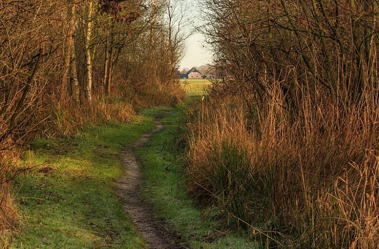 Bospad met waterkanaal in het Nationaal Park Weerribben-Wieden, Giethoorn — rietlanden en natuurgebied