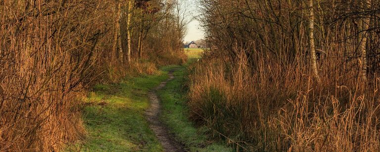 Wandeling in Nationaal Park Weerribben-Wieden — Natuur in Giethoorn